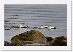 haahakat eiders 1005 * 1350 x 900 * (767KB)